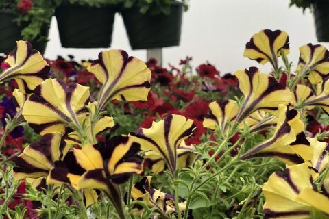 Yellow color flowers plants