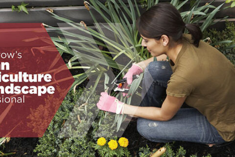 women taking care of plants