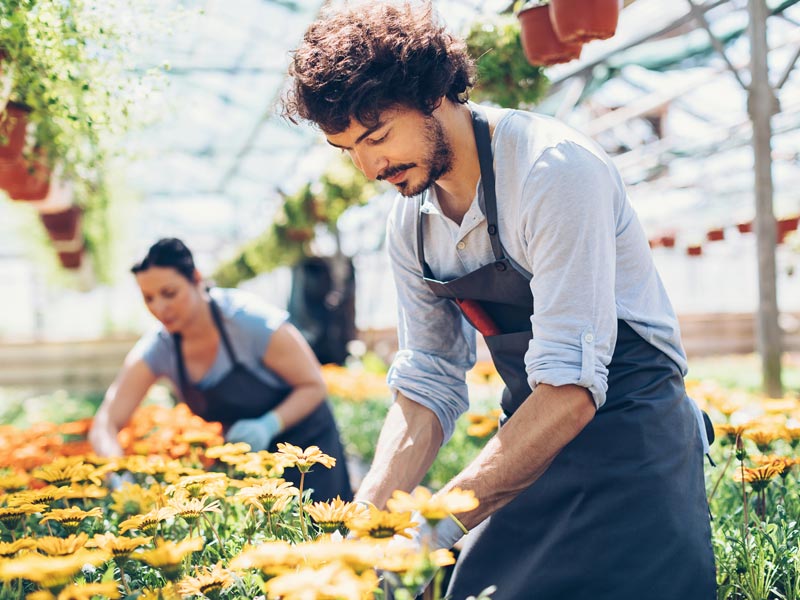 man working with plants in greenhouse