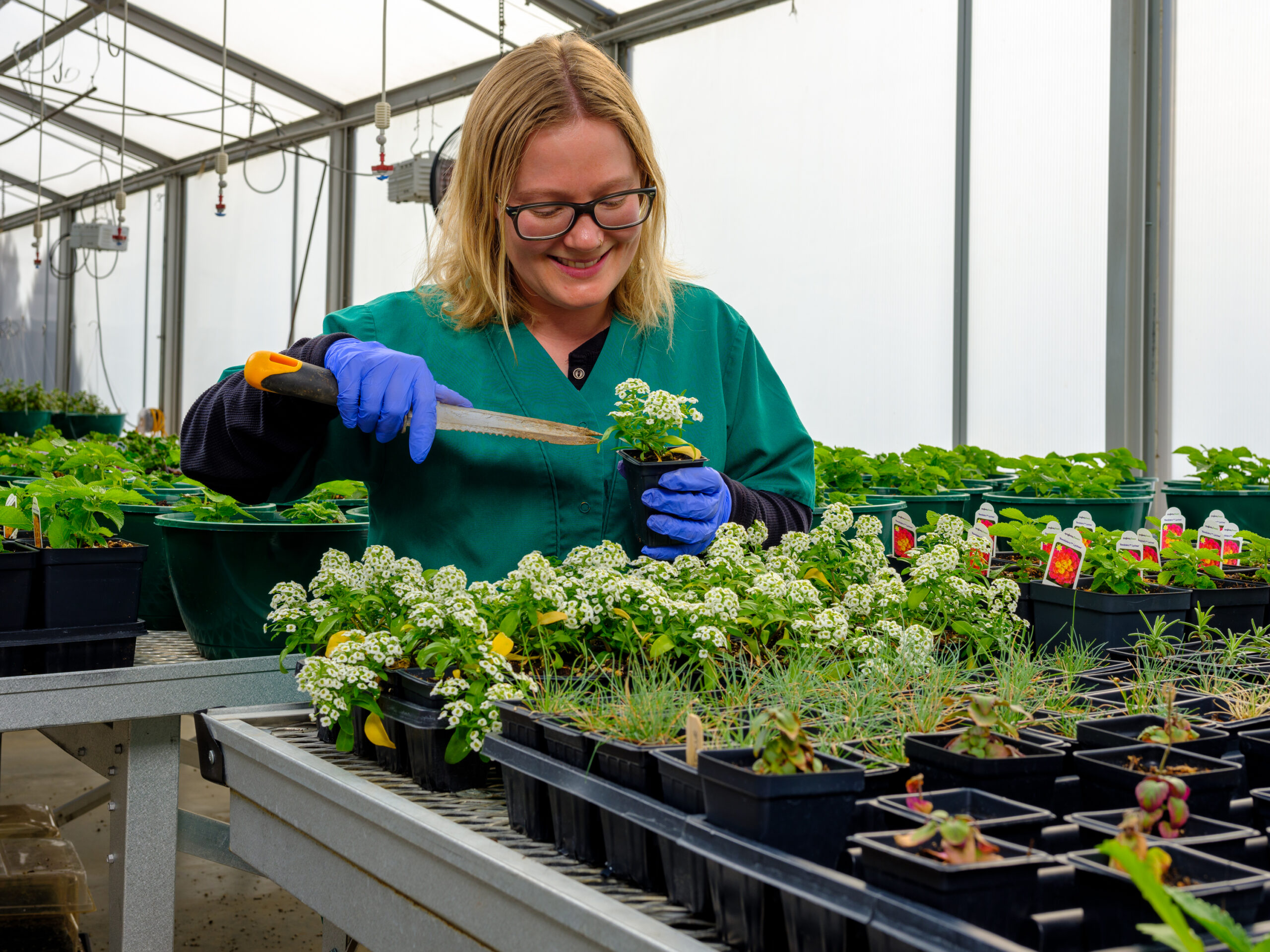 Person working with potted plants inside a greenhouse.