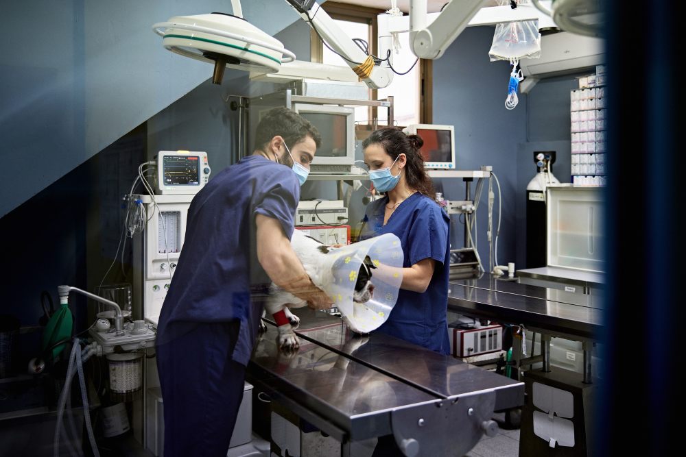 Veterinary staff wearing scrubs and face masks prepare a dog with a protective cone